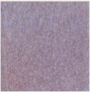 MBG224 Coyote Pixie Wings Fantasy Glaze